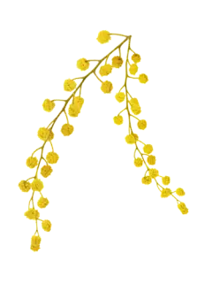 【觅图网-pic.51mitu.com】植物素材#花