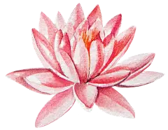 【PNG素材网-png.mixinnet.cn】荷花PNG