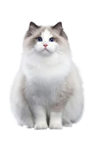 【PNG素材网-png.mixinnet.cn】布偶猫宠物