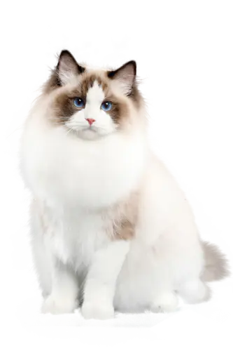 【PNG素材网-png.mixinnet.cn】猫png小动物