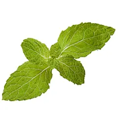 【PNG素材网-png.mixinnet.cn】スペアミント