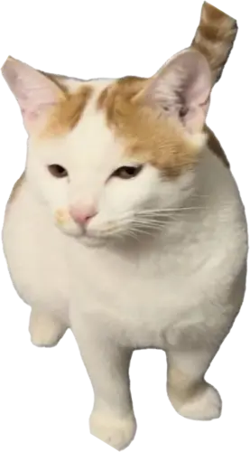 【PNG素材网-png.mixinnet.cn】猫3 png猫猫