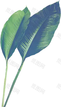 @模库 叶子_免扣png_动植物元素_模库(51Mockup)