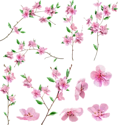 【PNG素材网-png.mixinnet.cn】樱花
