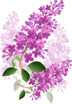 【PNG素材网-png.mixinnet.cn】薰衣草PNG透明PNG素材 鲜花