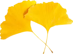 【PNG素材网-png.mixinnet.cn】绿叶 leaves