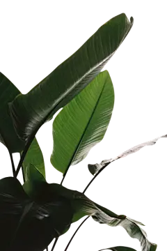 【PNG素材网-png.mixinnet.cn】绿色植物芭蕉叶