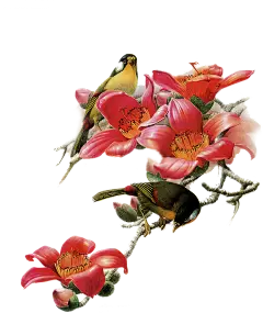【PNG素材网-png.mixinnet.cn】flower 免扣素材