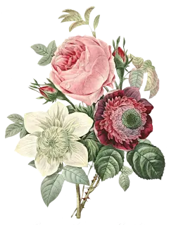 【觅图网-pic.51mitu.com】PNG 花材下载---->>>