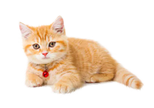 【PNG素材网-png.mixinnet.cn】动物猫狗