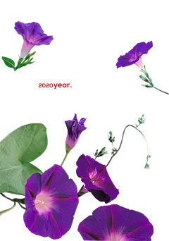 【PNG素材网-png.mixinnet.cn】春季牵牛花喇叭花_免抠PNG：