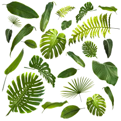 【PNG素材网-png.mixinnet.cn】大叶子