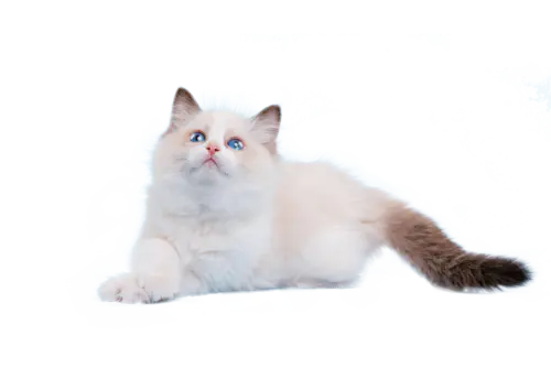 【PNG素材网-png.mixinnet.cn】猫猫png萌猫