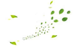 【PNG素材网-png.mixinnet.cn】png-叶子