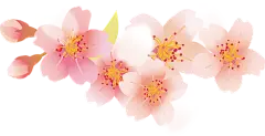 【PNG素材网-png.mixinnet.cn】flower 花