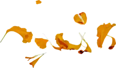 【PNG素材网-png.mixinnet.cn】花瓣图片素材