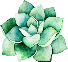 【PNG素材网-png.mixinnet.cn】多肉PNG