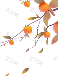 霜降 柿子 png 秋天 