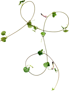 【PNG素材网-png.mixinnet.cn】绿叶 PNG素材 - 彼岸桃花 - .