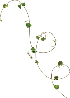 【PNG素材网-png.mixinnet.cn】绿叶 PNG素材 - 彼岸桃花 - .