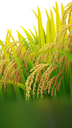 【PNG素材网-png.mixinnet.cn】手绘稻谷