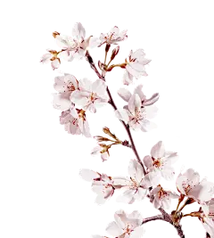 【PNG素材网-png.mixinnet.cn】樱花
