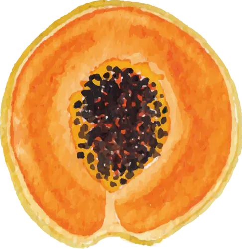 【PNG素材网-png.mixinnet.cn】水果PNG (31)手绘水果PNG