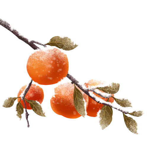 【PNG素材网-png.mixinnet.cn】带霜柿子枝干24节气霜降PNG素材