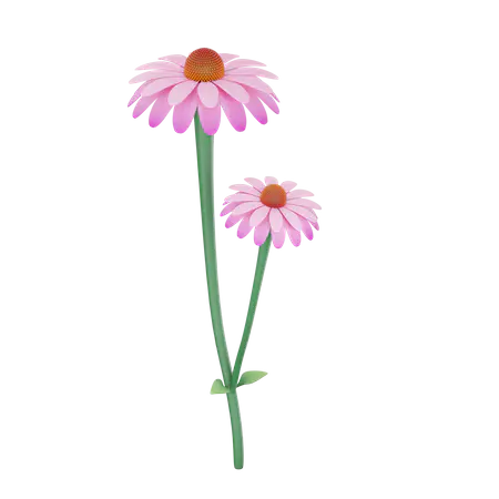 【PNG素材网-png.mixinnet.cn】紫锥菊