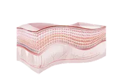 【PNG素材网-png.mixinnet.cn】皮肤层