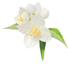 【觅图网-pic.51mitu.com】png茉莉花