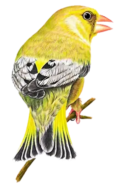 【PNG素材网-png.mixinnet.cn】#动物##免抠图片#PNG元素