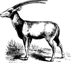 【PNG素材网-png.mixinnet.cn】冰鹿图片鹿