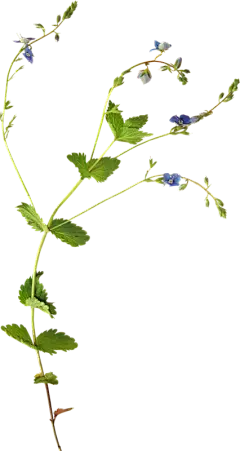 【PNG素材网-png.mixinnet.cn】绿叶 PNG素材 - 彼岸桃花 - .