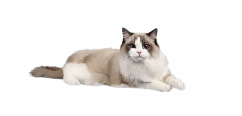 【PNG素材网-png.mixinnet.cn】布偶猫4 猫png 猫 png猫png