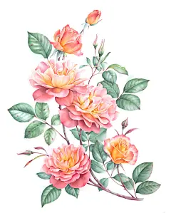 【PNG素材网-png.mixinnet.cn】Watercolor roses : Watercolor roses