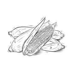 【PNG素材网-png.mixinnet.cn】玉米手绘