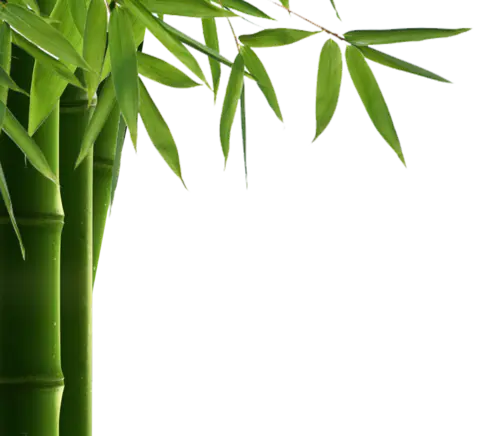 【PNG素材网-png.mixinnet.cn】翠竹怡心
