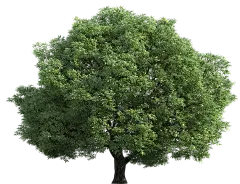 【PNG素材网-png.mixinnet.cn】树PNG