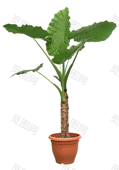 盆栽 植物 绿色叶子 透明素材 png 免扣素材