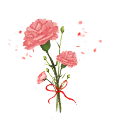 【PNG素材网-png.mixinnet.cn】母亲节康乃馨3-杨鑫-(2)