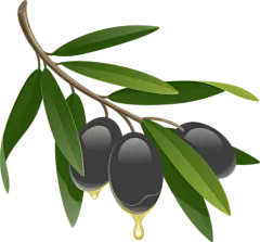 【PNG素材网-png.mixinnet.cn】潮汕橄榄透明背景