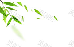 树叶 叶子 png 免扣 素材