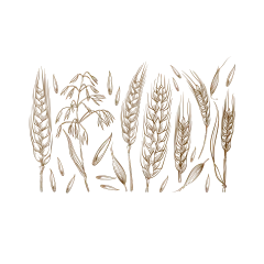 【PNG素材网-png.mixinnet.cn】【5谷杂粮 - 农产品】