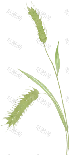 小满节气绿色麦穗插画-麦穗