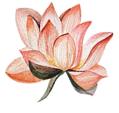 【PNG素材网-png.mixinnet.cn】荷花PNG