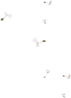 【PNG素材网-png.mixinnet.cn】蒲公英 素材 免抠图