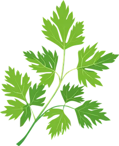 【PNG素材网-png.mixinnet.cn】高清免抠素材 艾草