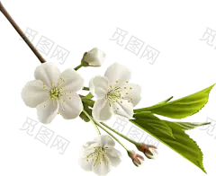 花 粉色 桃花 春天 png 花朵 樱花 免抠素材 飞舞的花朵