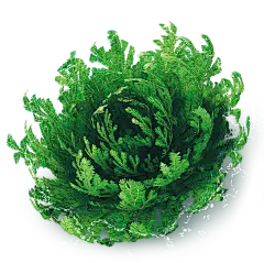 【PNG素材网-png.mixinnet.cn】复活草